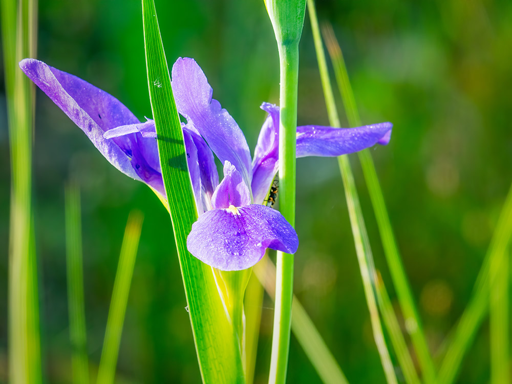Purple lily in morning light with tiny but under petal Big Branch Marsh Louisiana
