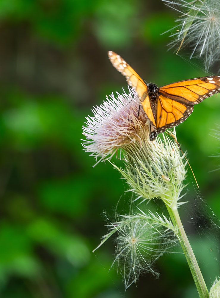 monarch buttery on thistle flower in Big Branch Marsh Louisiana