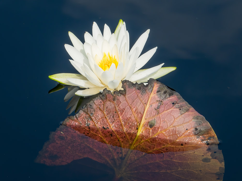 white water lily flower in along boardwalk nature trail Big Branch Marsh Louisiana featured in Louisiana nature photography