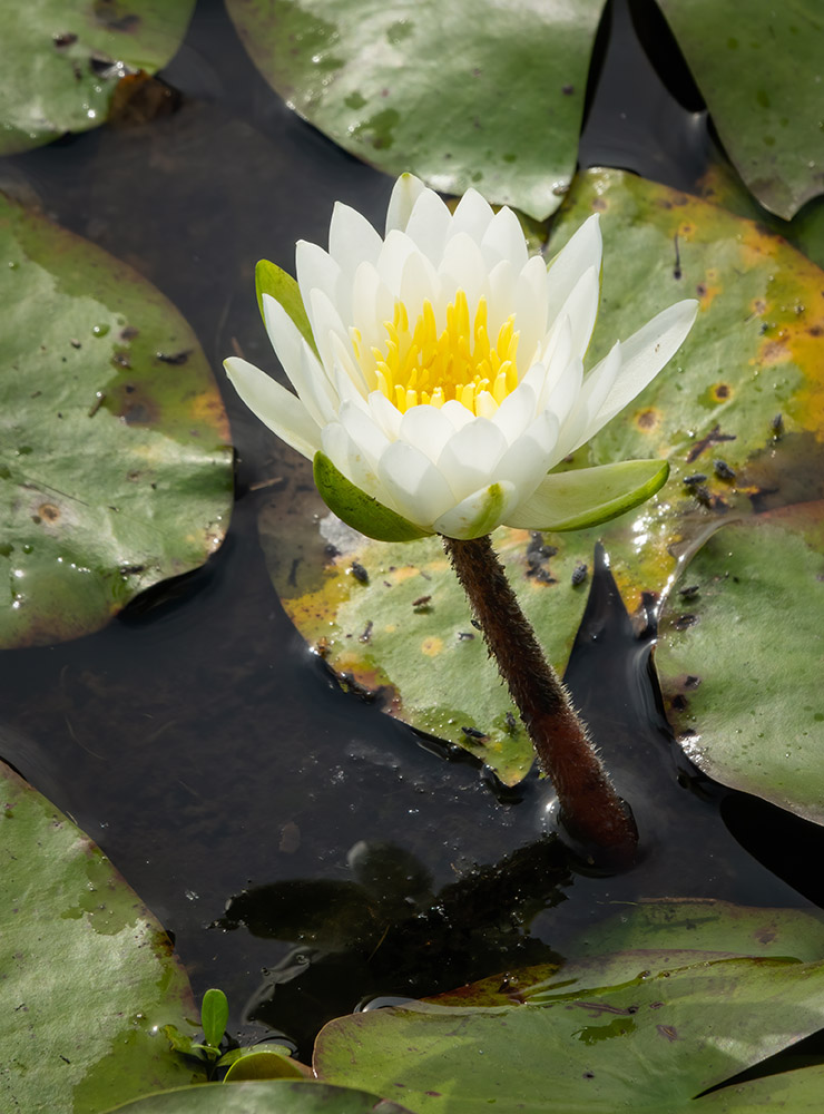 white water lily along nature trail in Big Branch Marsh featured in Louisiana nature photography