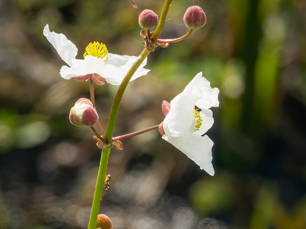 ant crawls up stem of small wildflowers at Big Branch Marsh Louisiana featured in Louisiana nature photography