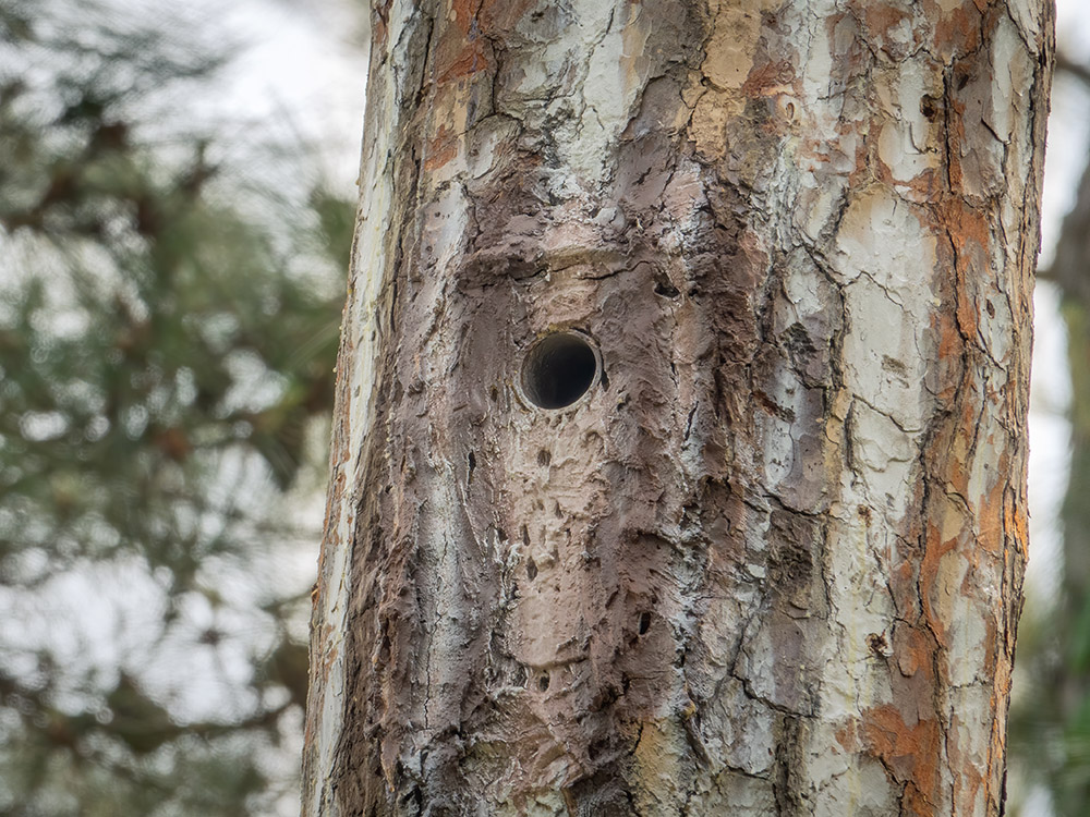 woodpecker nest in pine tree along nature walk big branch marsh
