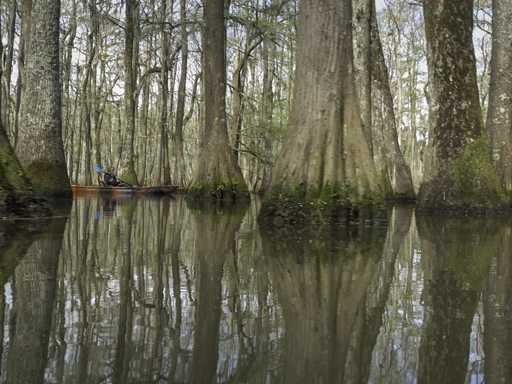kayak near large cypress trees in Lake Chicot State Park Louisiana