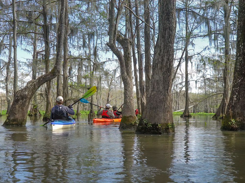 kayaks moved through tree-filled lake at Chicot State Park Louisiana