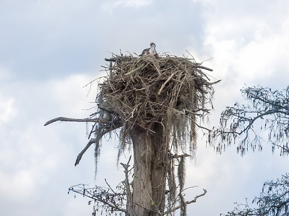 osprey in large nest atop cypress tree in Lake Chicot Louisiana