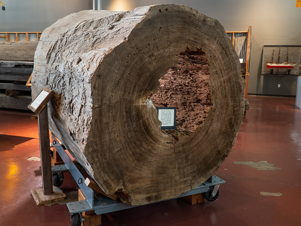 count the rings in this cypress log at the Louisiana cypress sawmill museum in Patterson