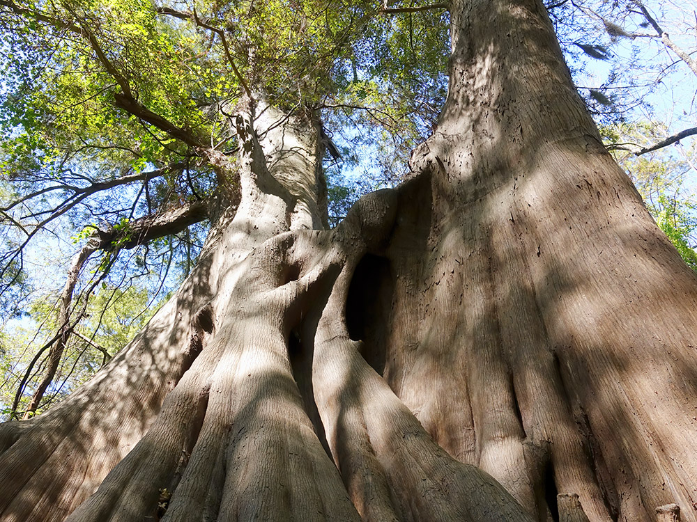 Giant cypress tree at Cat Island Louisiana