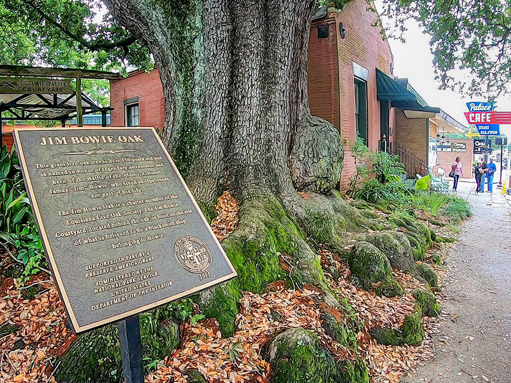historic marker and trunk of giant live oak tree along sidewalk in Opelousas Louisiana