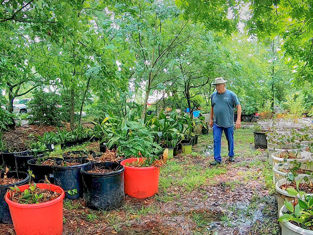 Bob Thibodaux observes buckets of tiny seedlings grow in the shade of trees