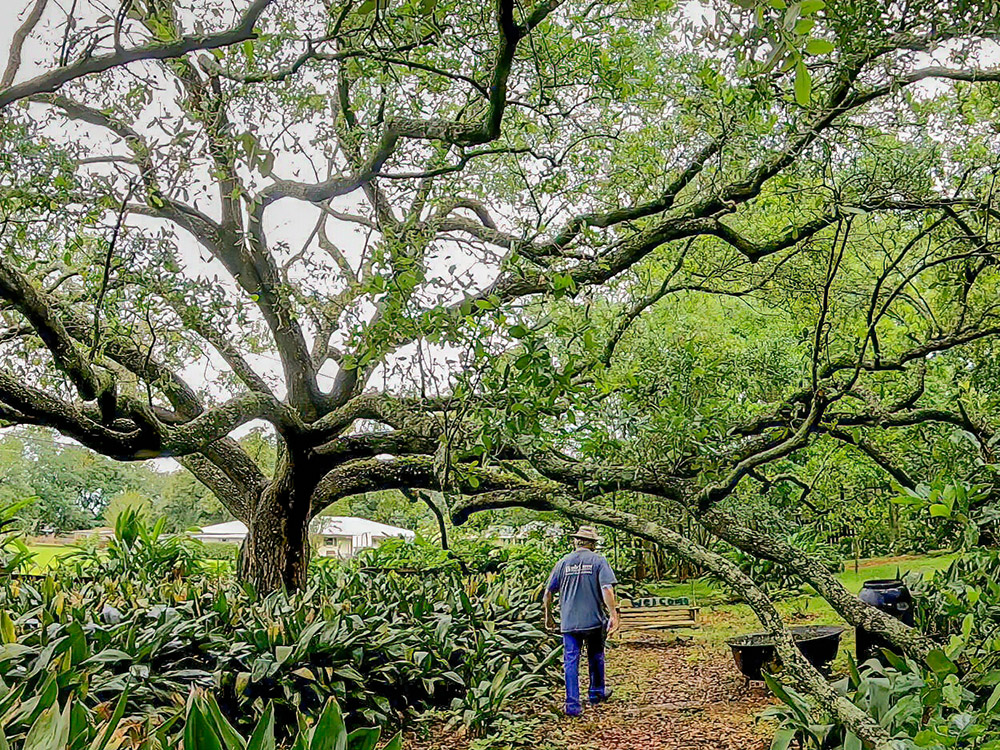 man walks beneath sprawling tree branches Church Point Louisiana