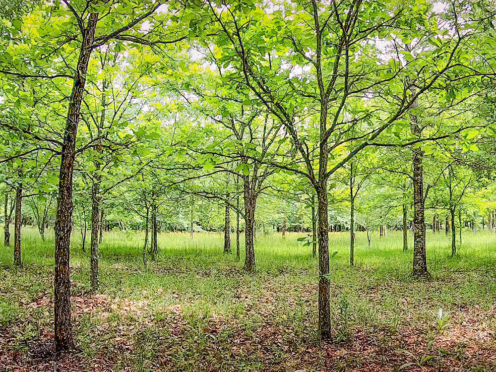 grove of young oak trees at Bob's Tree Preservation Service in Church Point Louisiana