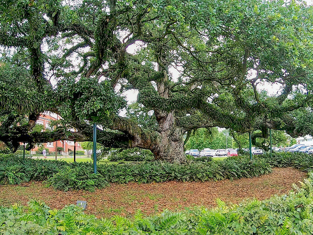 giant live oak tree at St. John Cathedral Catholic Church in Lafayette Louisiana