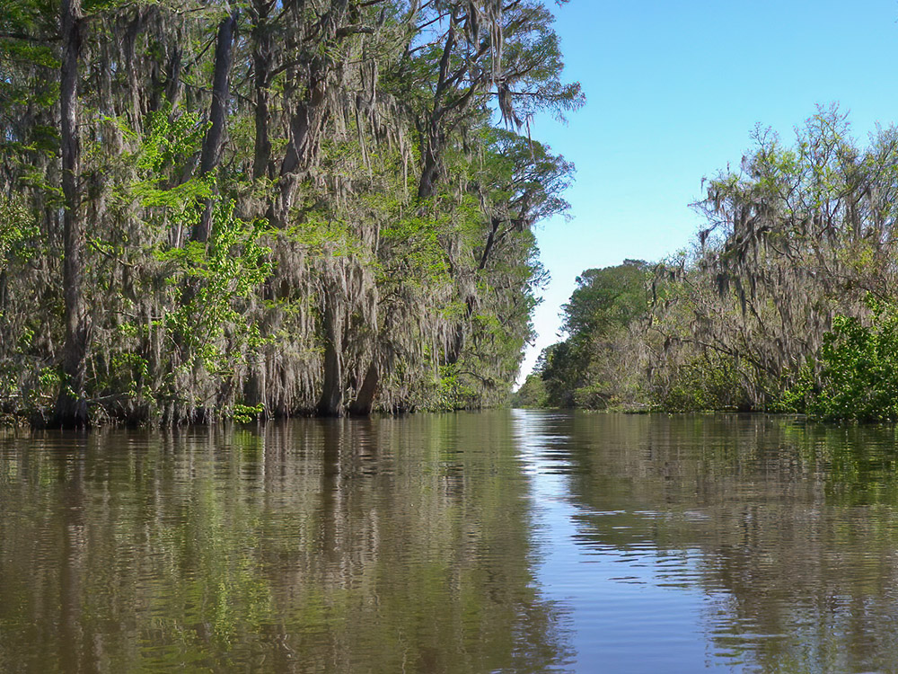 cypress trees with moss line bayou near Bayou Segnette State Park Louisiana