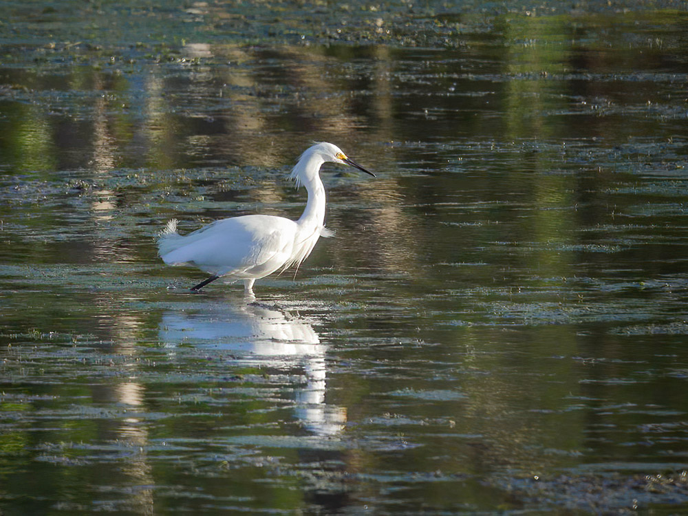 white egret wades in water at Bayou Segnette State Park Louisiana