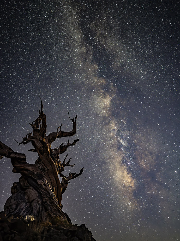 Milky_Way_Above_ancient_Bristlecone_pine in White Mountains