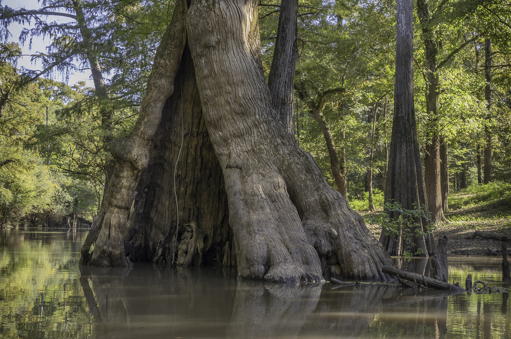 giant cypress tree with large hollow in trunk in bayou water at Chemin-a-Haut State Parkin Louisiana