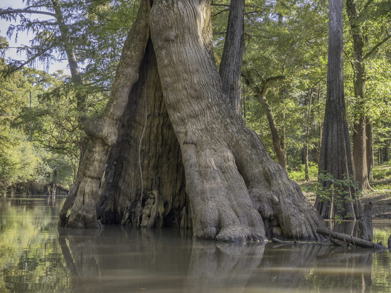 Watson Brake Louisiana's Ancient Mounds | The Heart of Louisiana