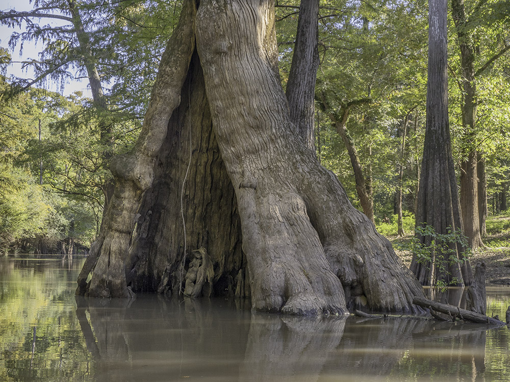 giant cypress tree with large hollow in trunk in bayou water at Chemin-a-Haut State Parkin Louisiana