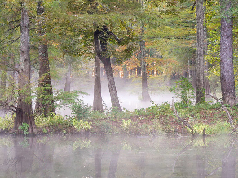 Louisiana's Hidden Gem: Chemin-A-Haut State Park, Where Nature's Beauty Blooms