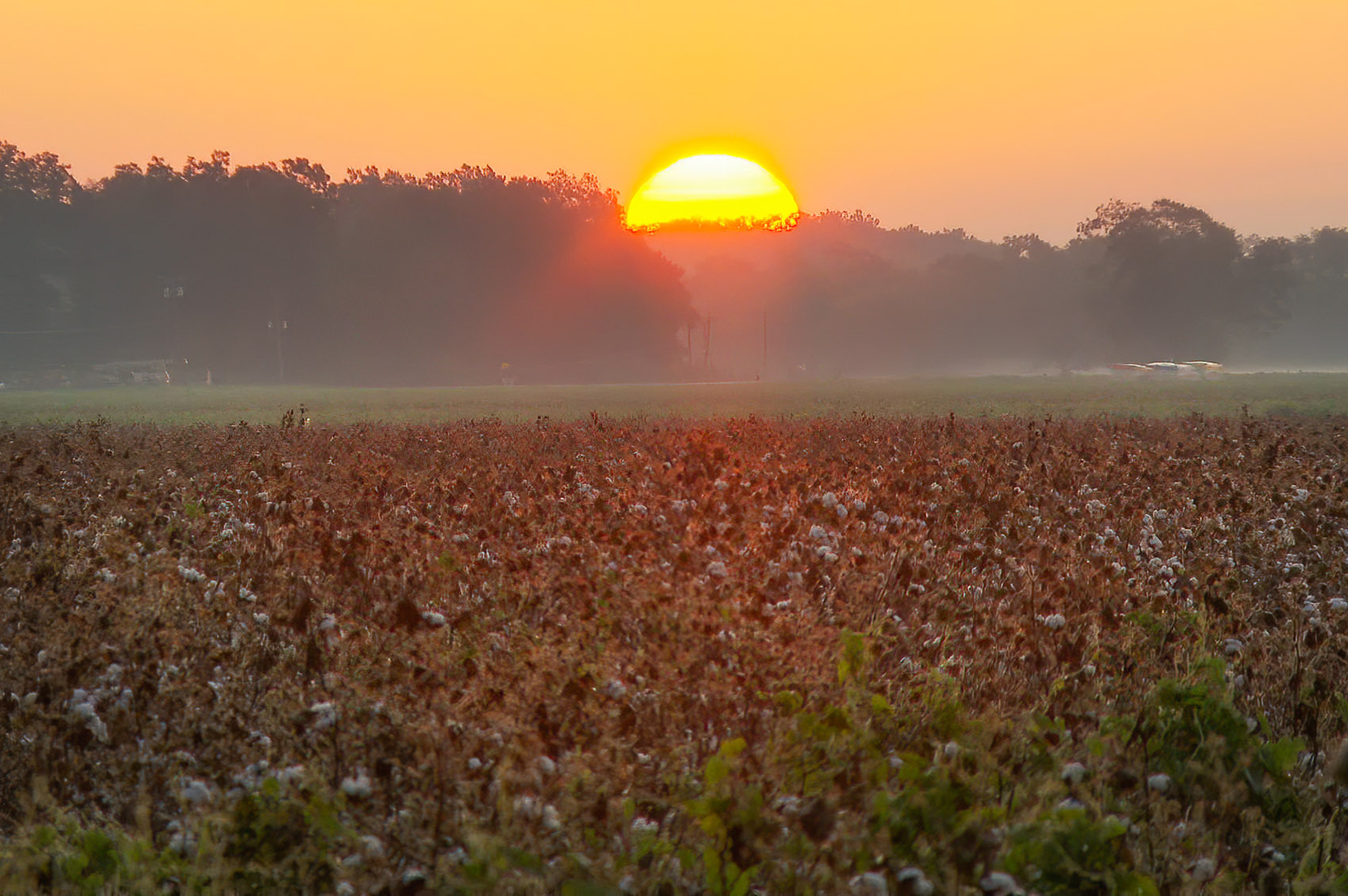 sunrises over cotton field on Frogmore Plantation Louisiana