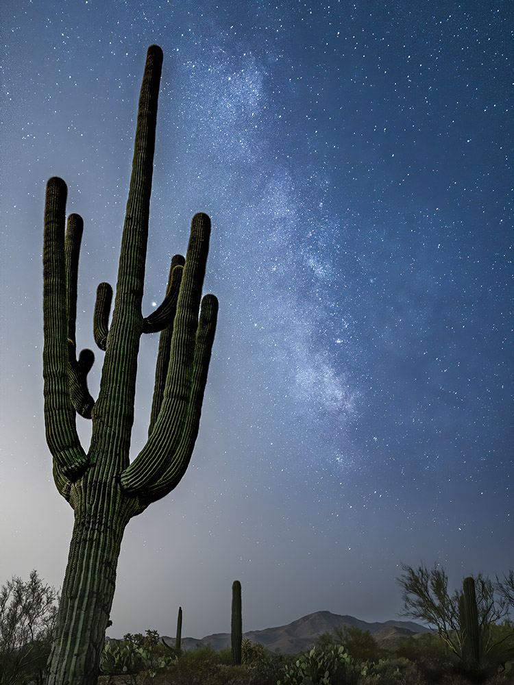 Milky Way and giant saguaro cactus in Saguaro National Park Arizona