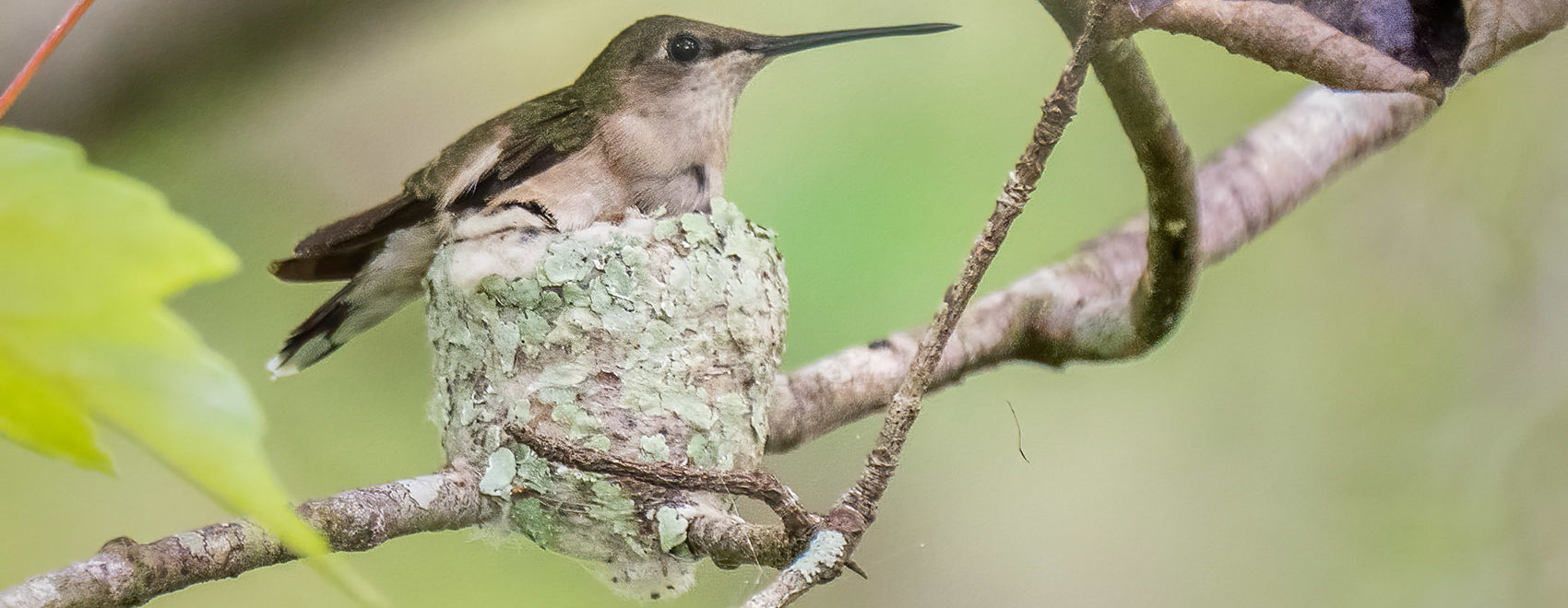 Hummingbird on nest on tree branch Louisiana