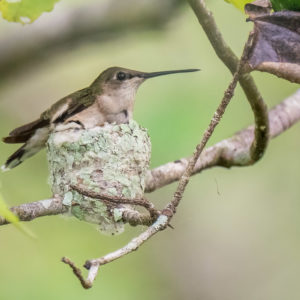 Hummingbird on nest on tree branch Louisiana