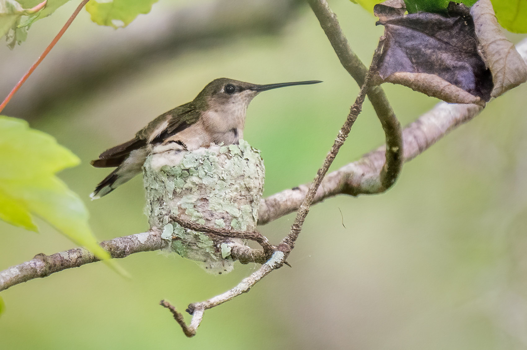How to Find a Hummingbird Nest  