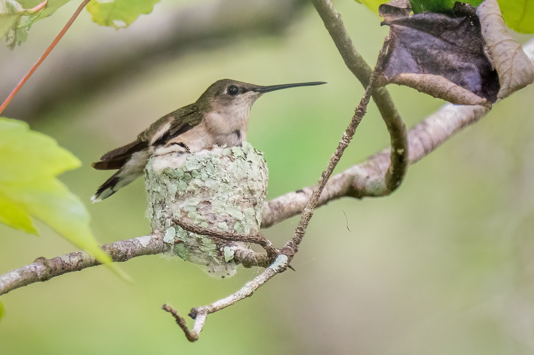 Hummingbird on nest on tree branch Louisiana