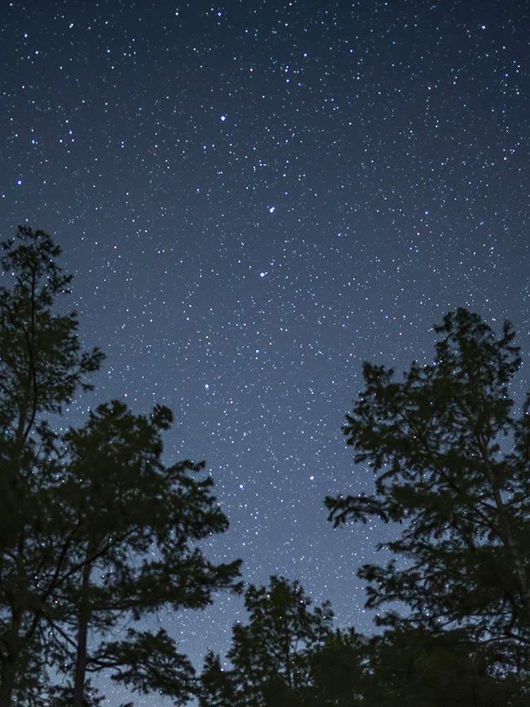 stars and big dipper above tree tops at Lake D'Arbonne State Park
