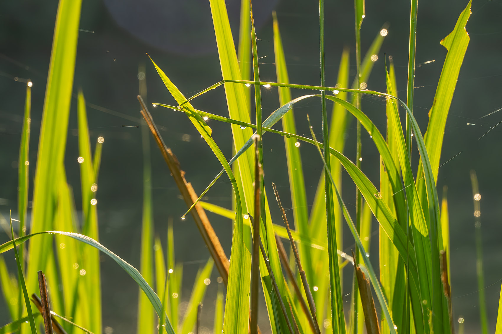 tall grass with dew and morning sun at pond at Palmetto Island