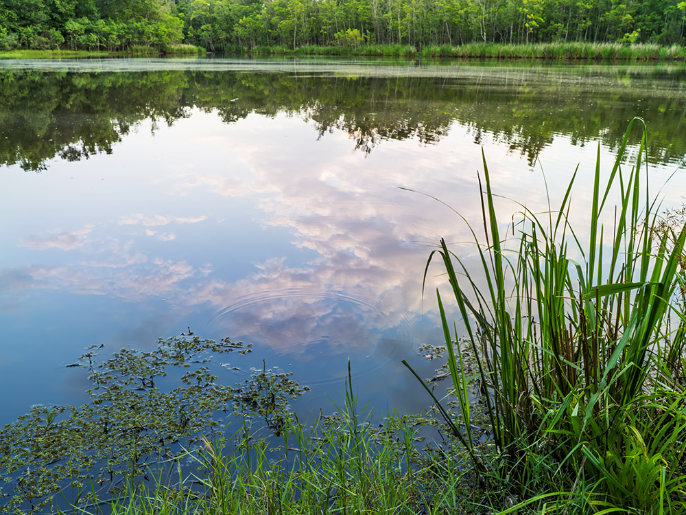 early morning clouds reflect in pond Palmetto Island State Park