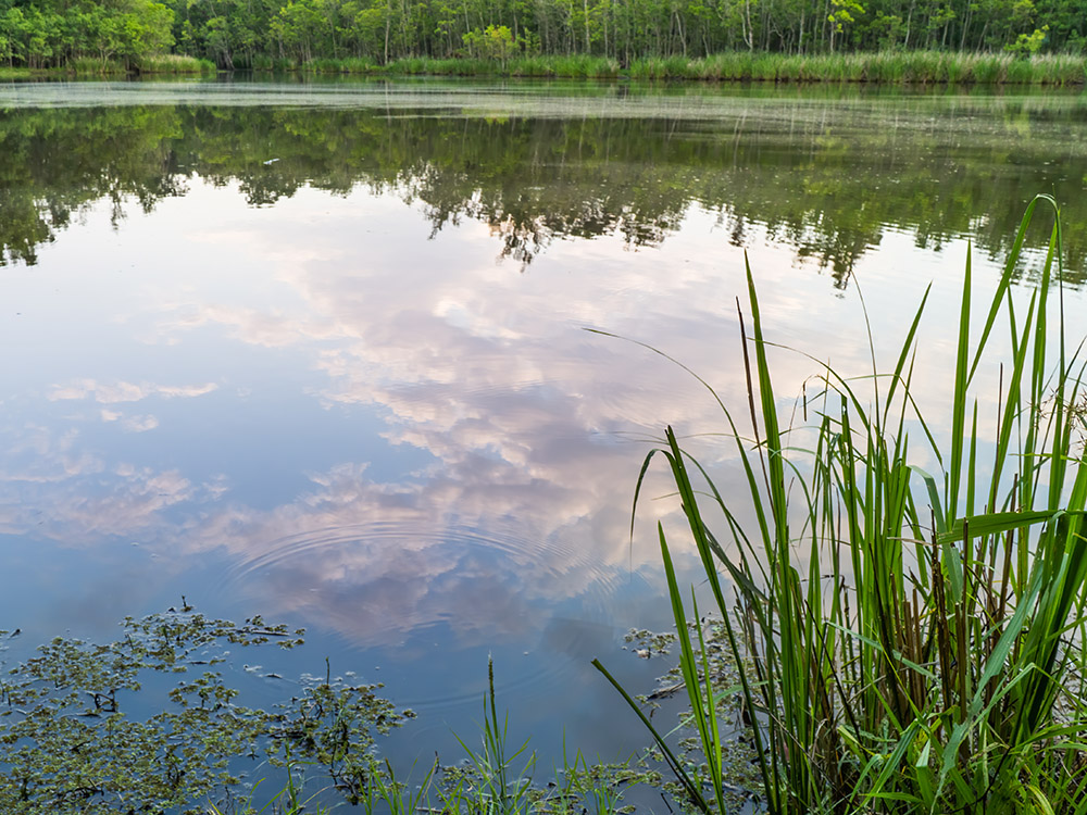 clouds reflected in pond at daybreak