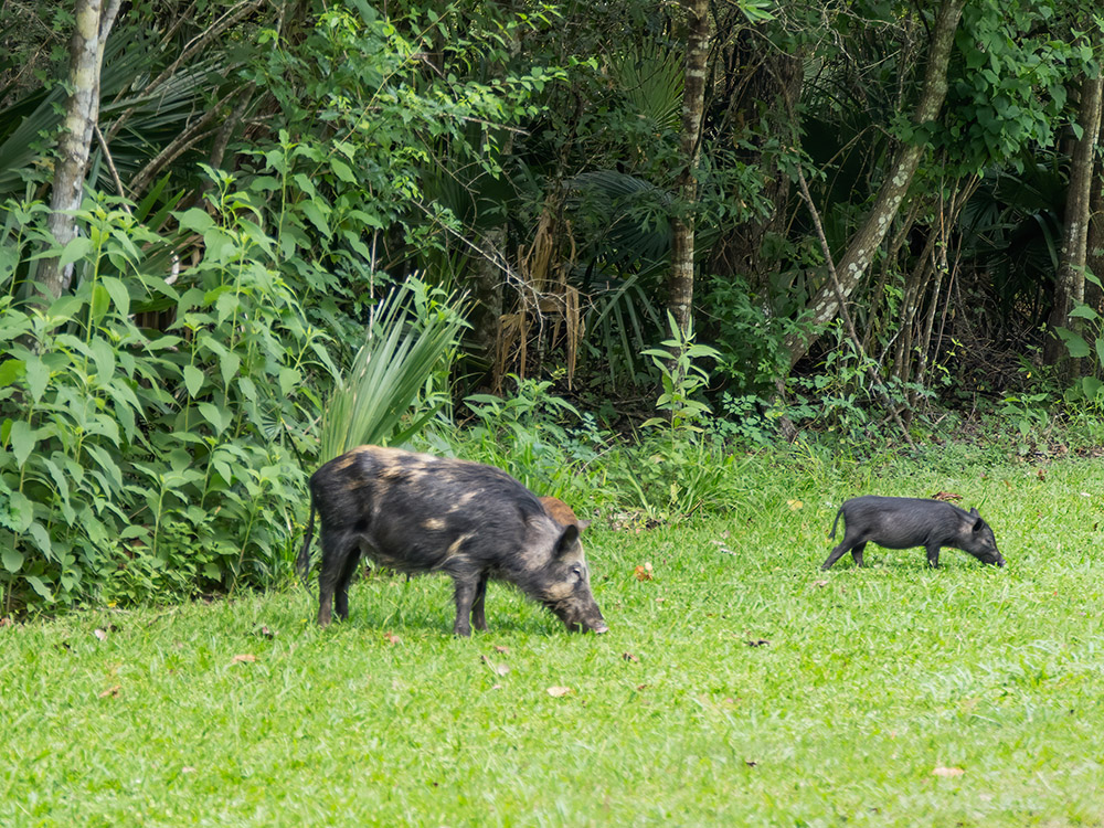 wild hogs foraging near road in Palmetto Island State Park