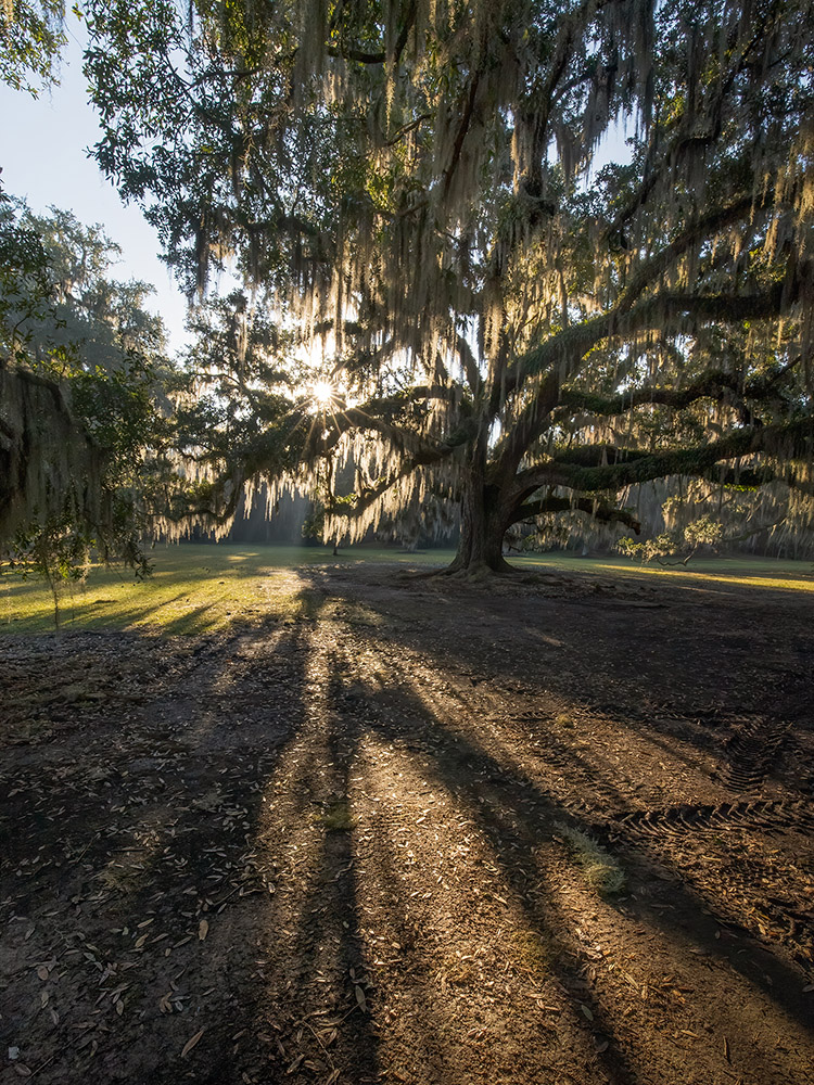 large live oak tree and moss backlit by morning sun