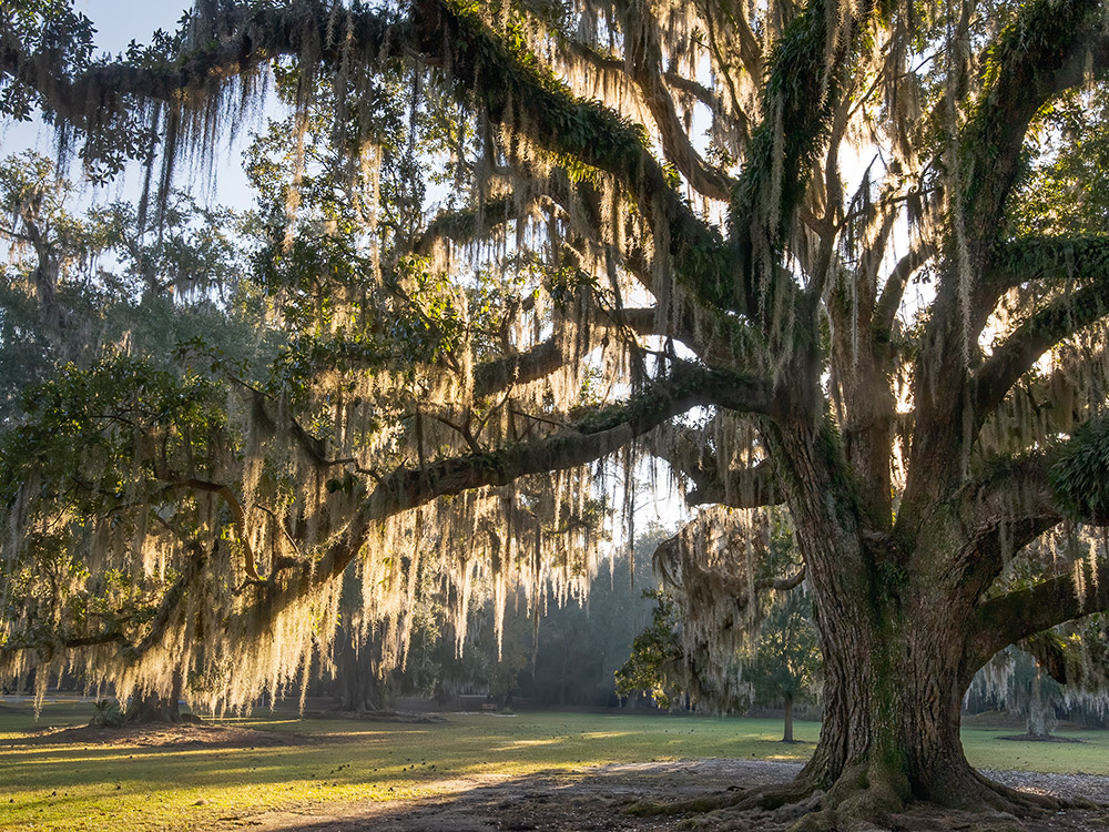 large live oak tree and moss backlit by morning sun at Fountainbleau State Park Louisiana