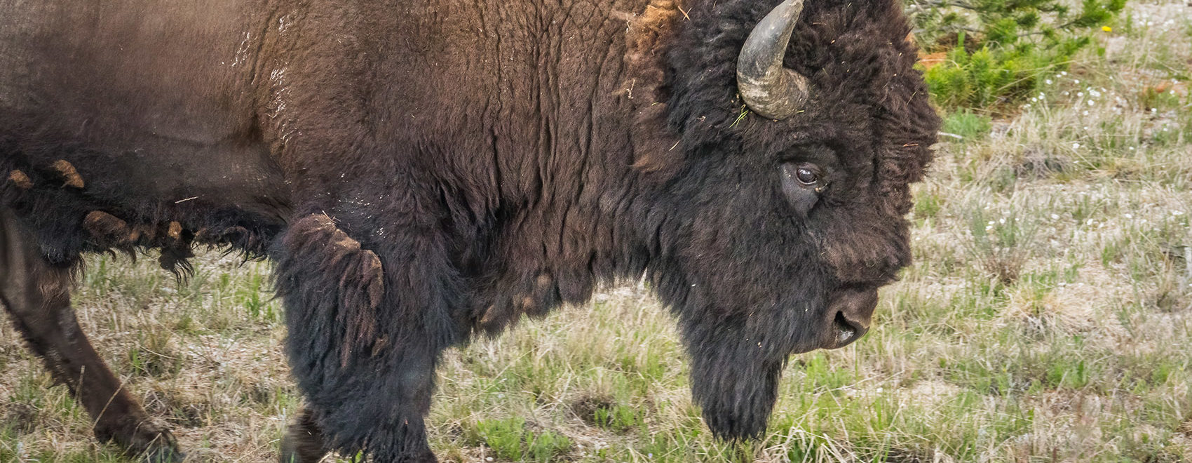buffalo bison with horns on grass