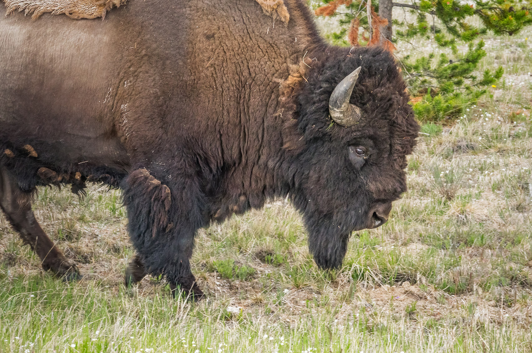 buffalo bison with horns on grass