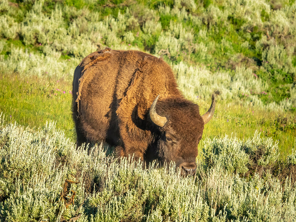 American bison with horns grazing in field