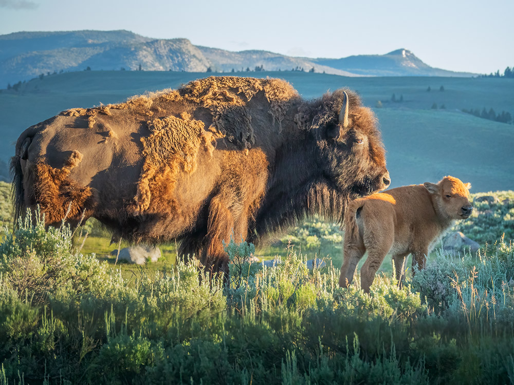 bison adult and calf in the morning light with mountains in the distance