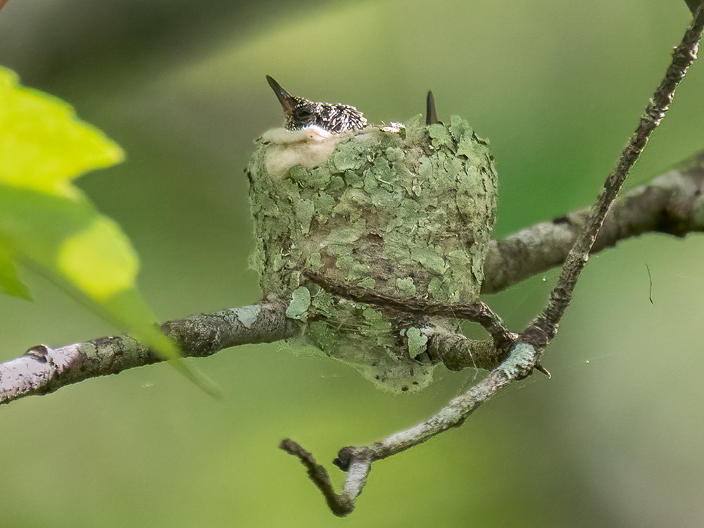 two hummingbird chicks with beaks above nest