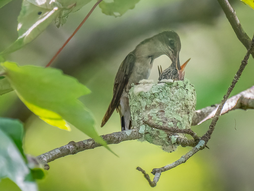hummingbird feeds chicks in tiny nest on tree branch