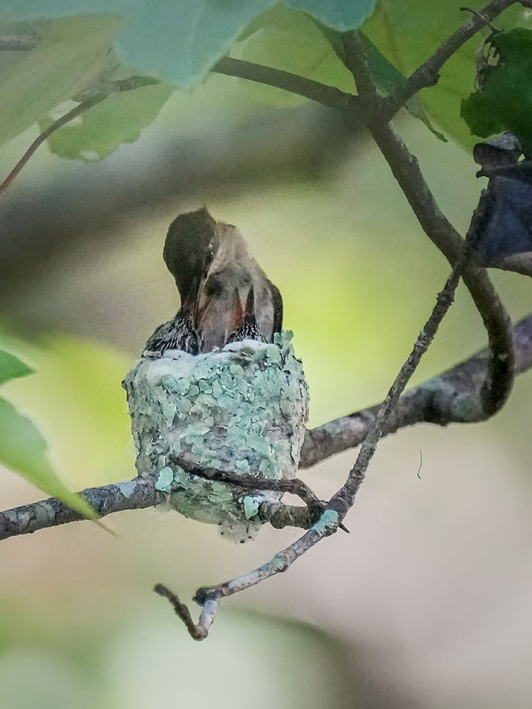 hummingbird gives food to chick in nest