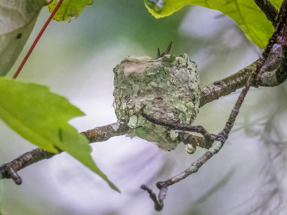 raindrop below tiny hummingbird nest with beaks of chicks