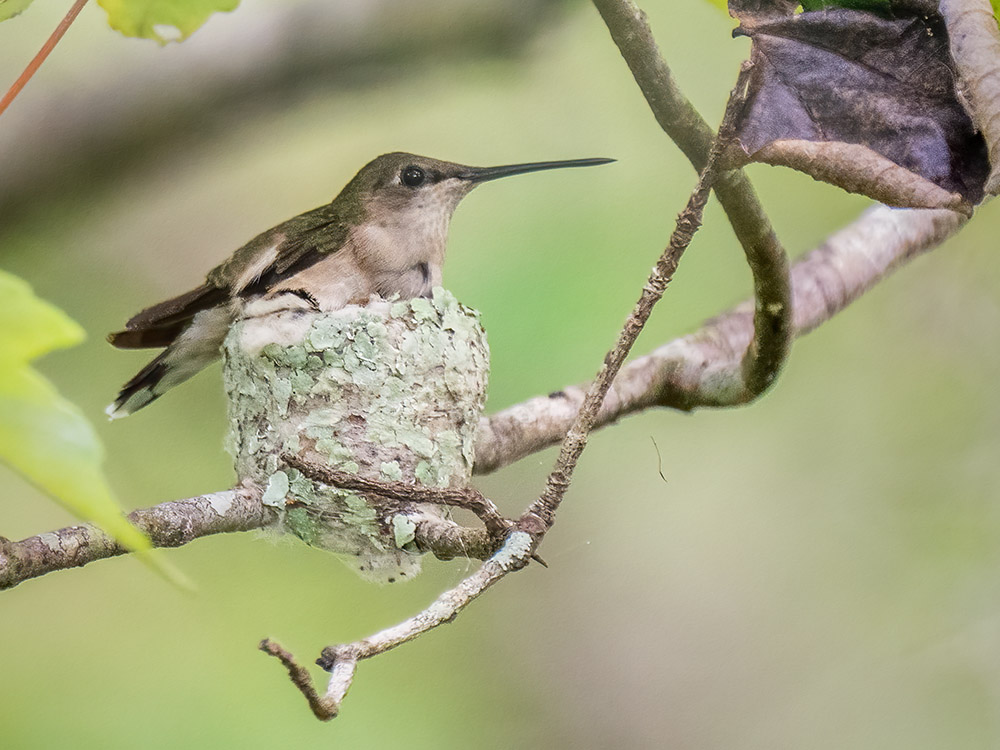 hummingbird sits on nest in red maple tree in swamp