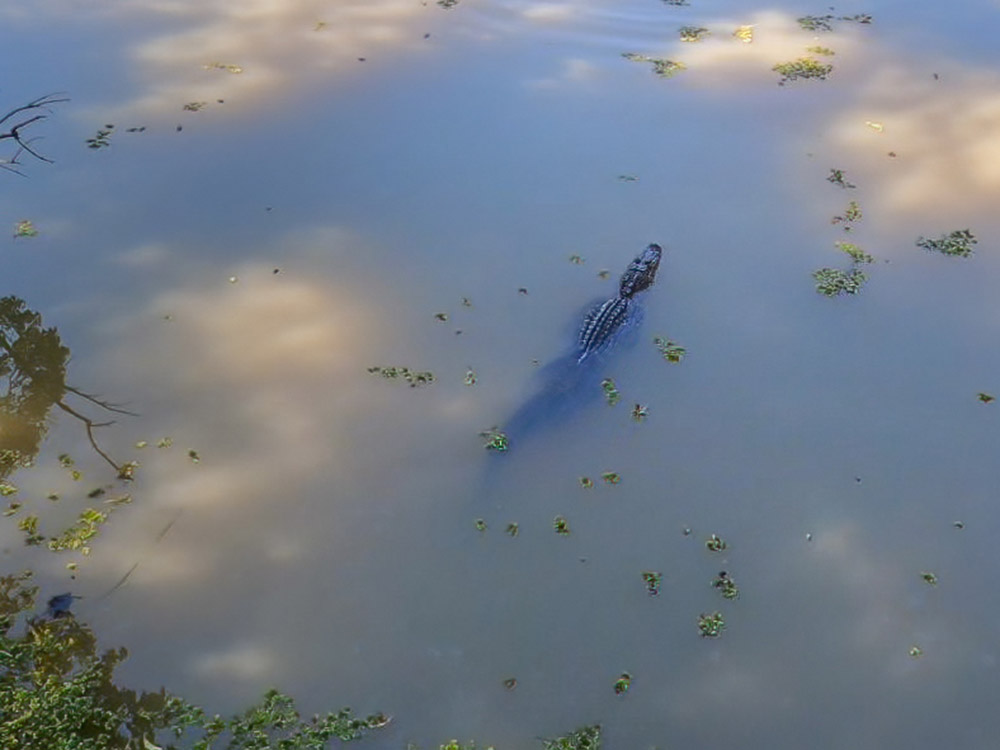 small alligator on surface of bayou in Lake Fausse Pointe