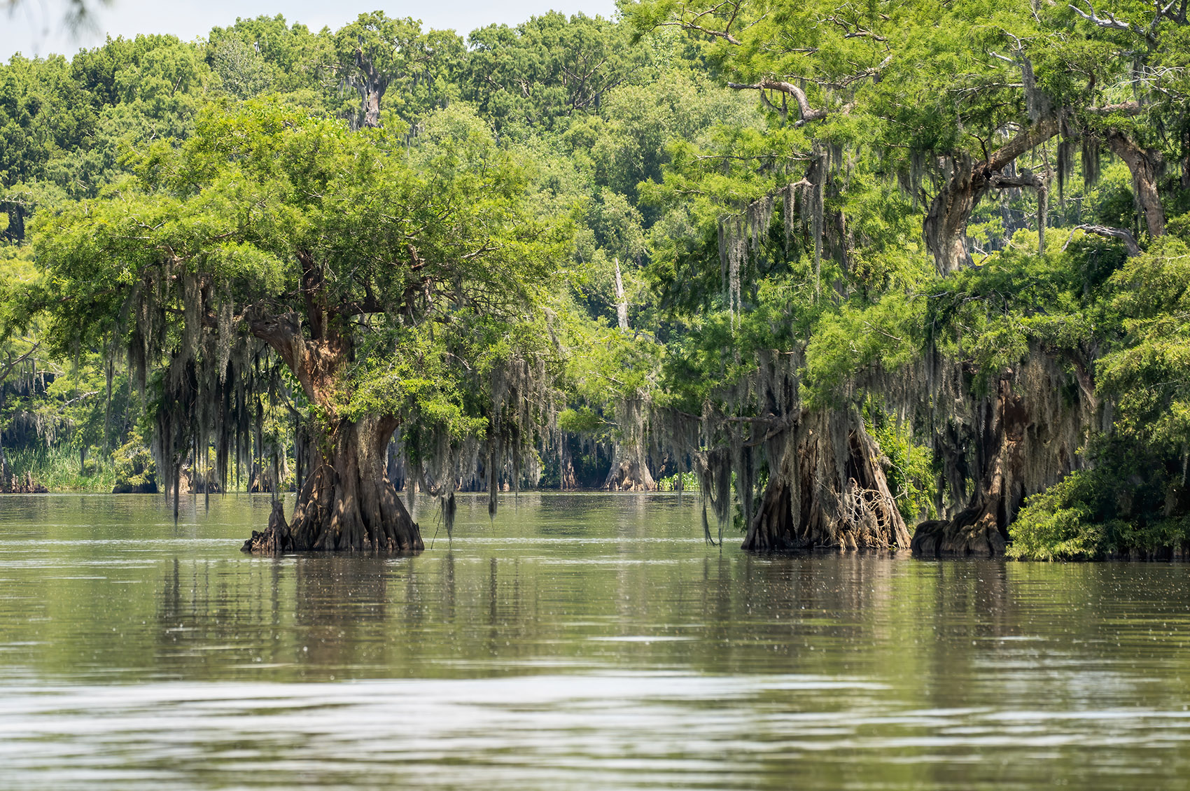 virgin cypress trees near shoreline of Lake Fausse Point Louisiana
