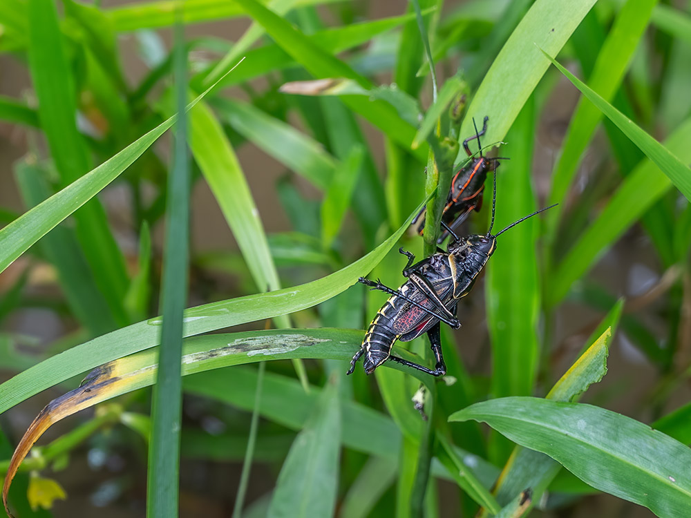 two eastern lubber grasshoppers on leaves in the swamp in Lockport Louisiana