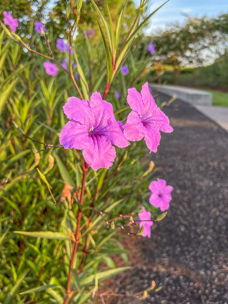 purple flowers along walking trail at crescent park