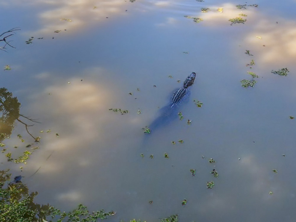 alligator swims in water in bayou
